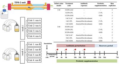 Microbiota-dependent influence of prebiotics on the resilience of infant gut microbiota to amoxicillin/clavulanate perturbation in an in vitro colon model